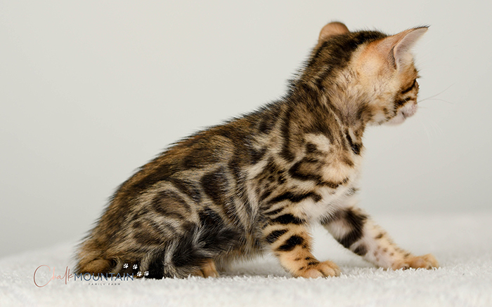 Bengal kitten for sale